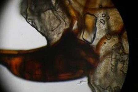 How Much Protective Clothing Should I Wear While Working Bees? Image